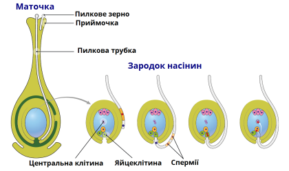 проростання